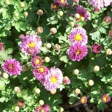 Chrysanthemum 'Mei-kyo'