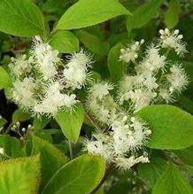 Symplocos chinensis f. pilosa