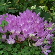 Colchicum bornmuelleri