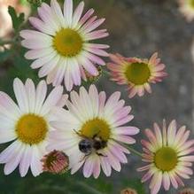 Chrysanthemum 'Penelope Pease'