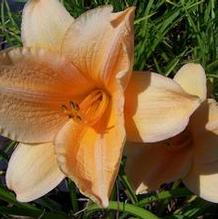 Hemerocallis 'Sombrero Way'