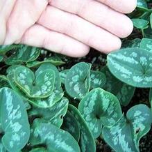 Asarum takaoi 'Galaxy'
