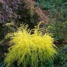 Asparagus pseudoscaber 'Spitzenschleier'