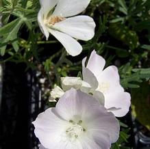 Callirhoe alacaeoides 'Logan Calhoun'