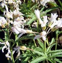 Cardamine concatenata