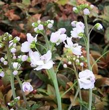 Cardamine pratensis 'Salzach'