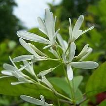 Chionanthus retusus