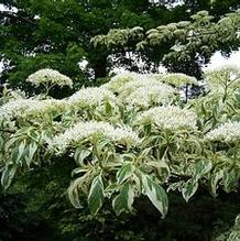 Cornus controversa 'Variegata'