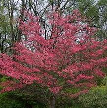 Cornus florida 'Purple Glory'