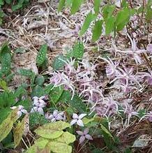 Epimedium grandiflorum 'Pseudo-Larchmont'