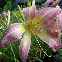 Hemerocallis 'Lilting Belle'
