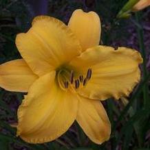 Hemerocallis 'Mohawk Honey'