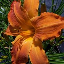 Hemerocallis 'Primal Scream'