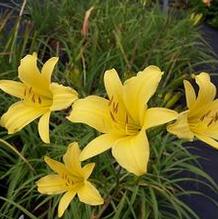 Hemerocallis 'Steeple Jackie'