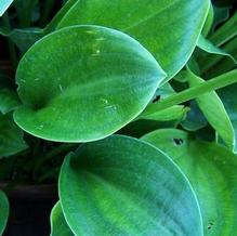 Hosta 'Lily Pad'