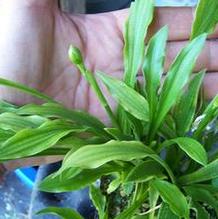 Hosta speciosa ex: Harold Epstein