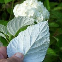 Hydrangea arborescens subsp. radiata 'Samantha'