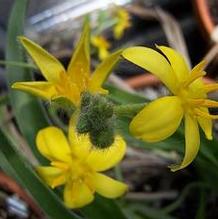 Hypoxis hemerocallidea
