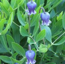 Clematis fremontii