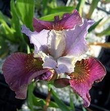 Iris sibirica 'Cherry Fling'