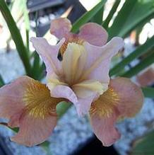 Iris sibirica 'Cream of Tomato'