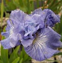 Iris sibirica 'Joyous Ruffles'