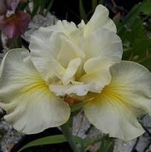 Iris sibirica 'Just Criuising'