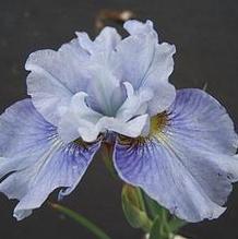 Iris sibirica 'Mission Bay'