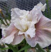 Iris sibirica 'Wynne Magnolia'