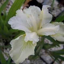 Iris sibirica 'Sugar Sprite'