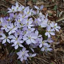 Jeffersonia dubia