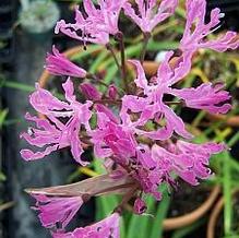 Nerine undulata coll. Beford, East Cape