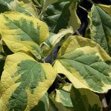 Clerodendrum trichotomum 'Carnival'