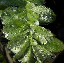 Potentilla lineata