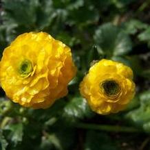 Ranunculus acris 'Flore-pleno'