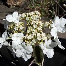 Viburnum lantanoides