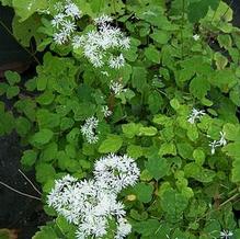 Thalictrum filamentosum var. tenereum 'Heronswood Form'