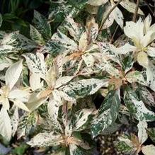 Clethra barbinervis 'Takeda Nishiki'