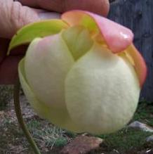 Sarracenia x 'Carolina Yellow Jacket'