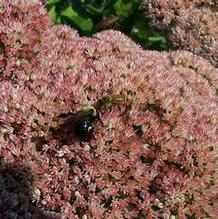 Sedum telephium 'Autumn Joy'
