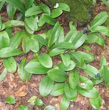 Clintonia borealis