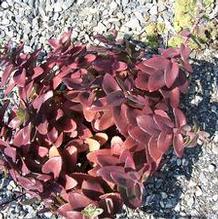 Sedum telephium 'Curmudgeon'