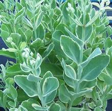 Sedum telephium 'Frosty Morn'