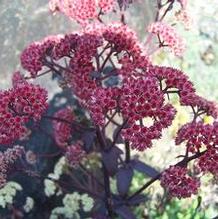 Sedum telephium subsp. maximum 'Purple Emperor'