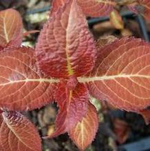 Hydrangea serrata 'Mountain Mojo'