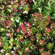 Gaylussacia brachycera