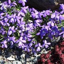 Viola pedata