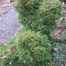 Chamaecyparis obtusa 'Coralliformis'