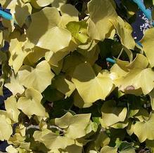 Hedera helix 'Buttercup'
