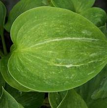 Hosta 'Spilt Milk'